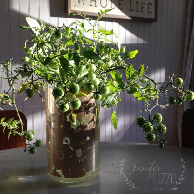 tomato plants growing