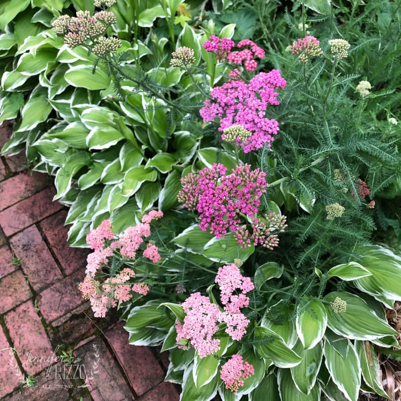Variegated hosta plants with green leaves edged in white border a brick path, alongside clusters of pink and magenta yarrow—perfect to create beautiful organic flower arrangements.