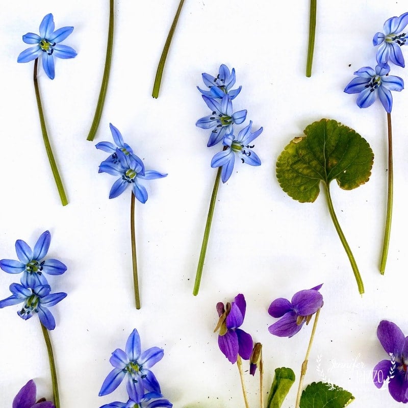 Blue and purple flowers with green stems and leaves are arranged on a white background in a flat lay composition, reminiscent of learning how to press flowers with books.