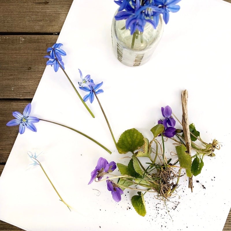 Blue flowers in a glass jar and scattered purple violets with roots and stems on a white surface, set on a wooden table—perfect inspiration for learning how to press flowers with books.