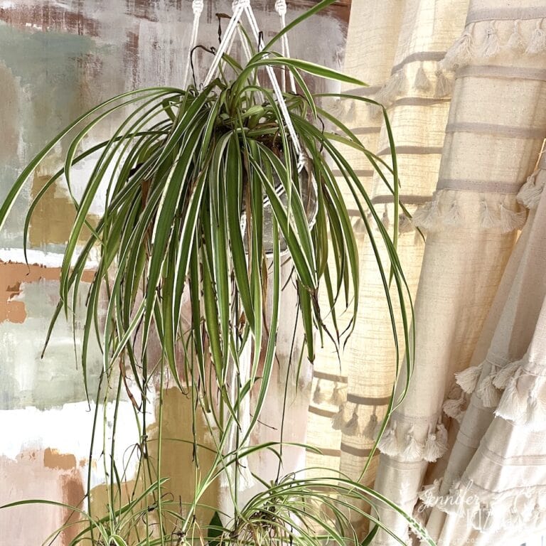 3 Easy to Care for Houseplants and Free Plant Printable - Jennifer Rizzo