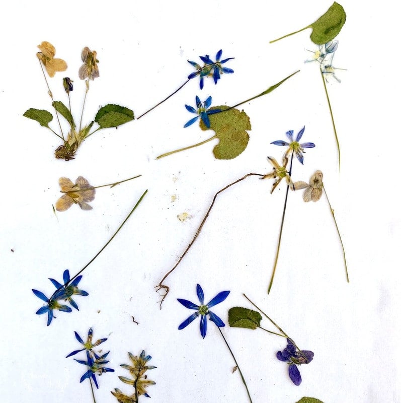 How to press flowers with books