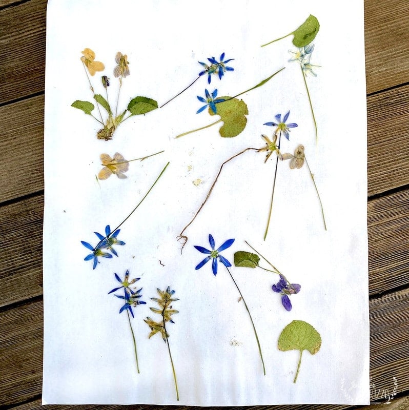 Dried and pressed flowers for crafts