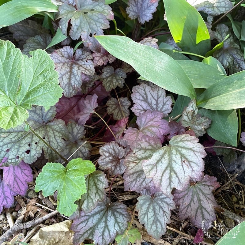 Purple leaves of coral bells