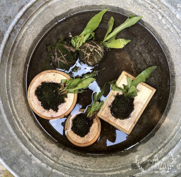 Soaking a mounted Staghorn Fern in water once a week