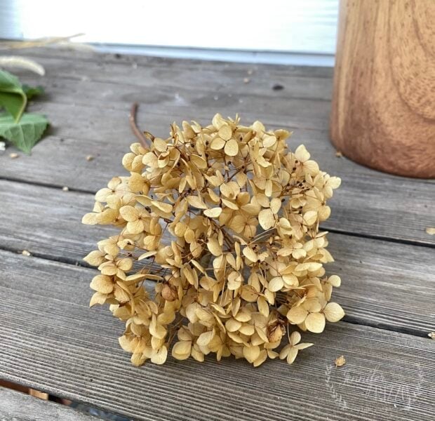 Golden color of a dried hydrangea