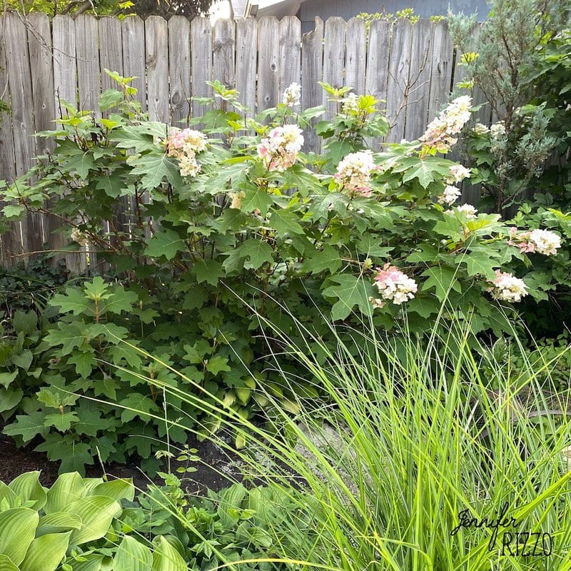 Garden with tall grass, leafy plants, and flowering shrubs with pale pink and white blossoms in front of a wooden fence—one of the 5 ways to add interest to your yard is by layering diverse textures and colors, just as shown here.