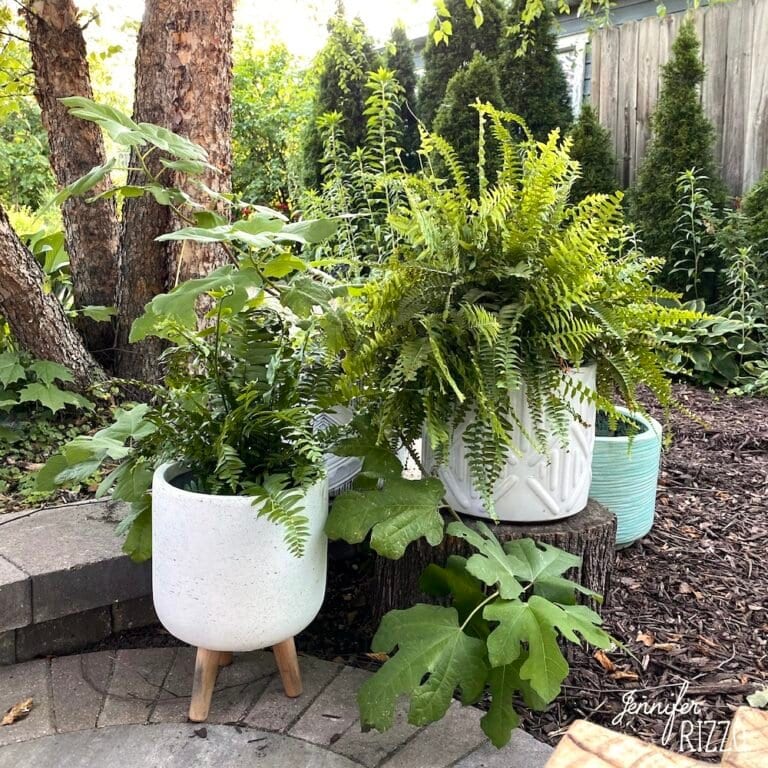 5 Ways to Add Interest to Your Yard
