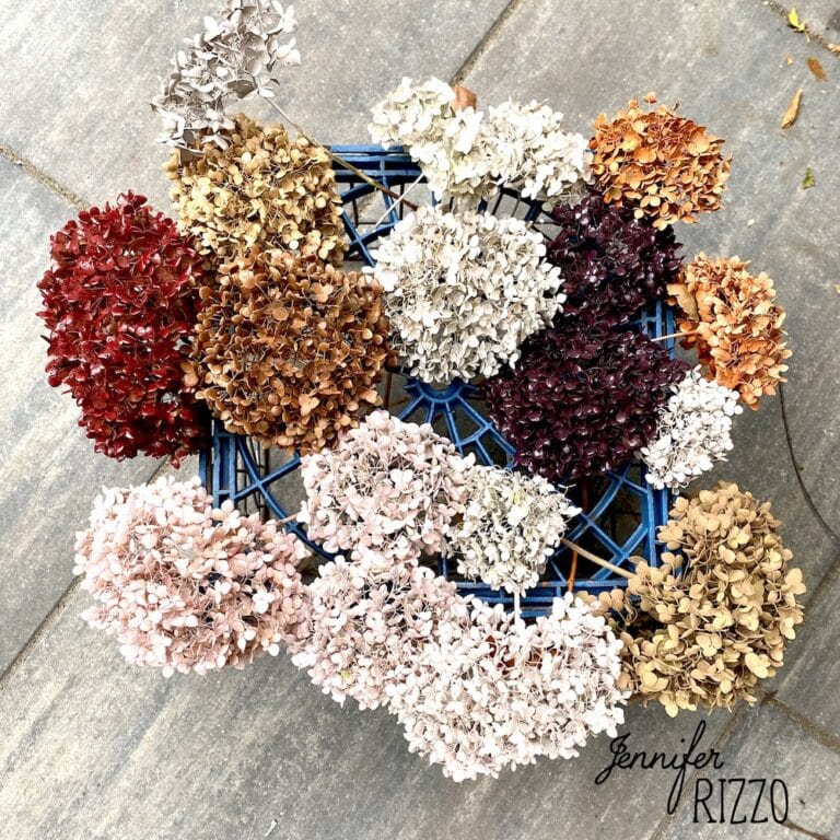 Dried hydrangeas painted with spray paint