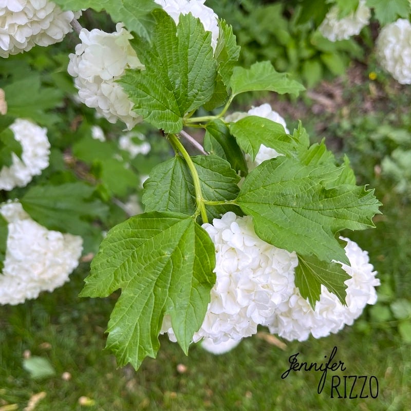 How to Grow a Snowball Bush Viburnum with Care and Planting Tips