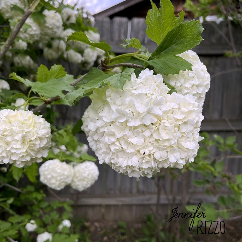 How to Grow a Snowball Bush Viburnum with Care and Planting Tips ...