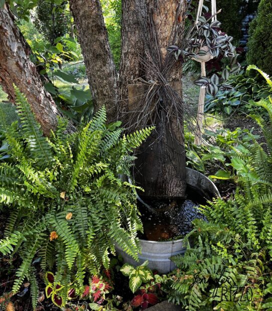 DIY solar water fountain in a natural setting surrounded by ferns