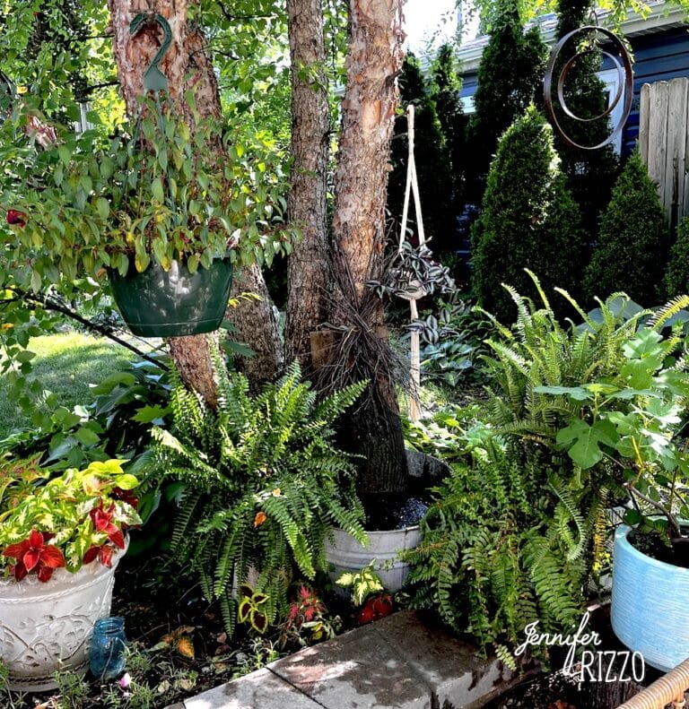 DIY solar water fountain with ferns and plants
