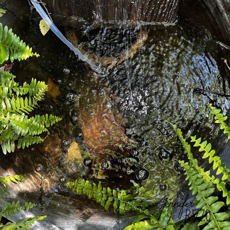 A DIY Solar Water Fountain sends a stream of water into a small pond surrounded by lush green ferns, creating gentle ripples and bubbles on the water’s surface.