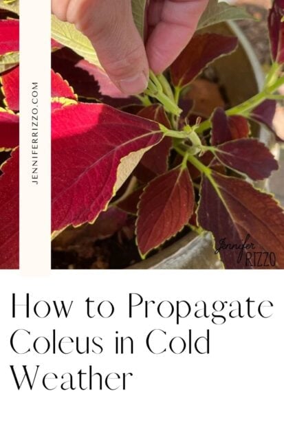 A hand pinches a stem of a coleus plant with red and green leaves in a pot, showing how to propagate and grow coleus. Text reads: "How to Propagate Coleus in Cold Weather.