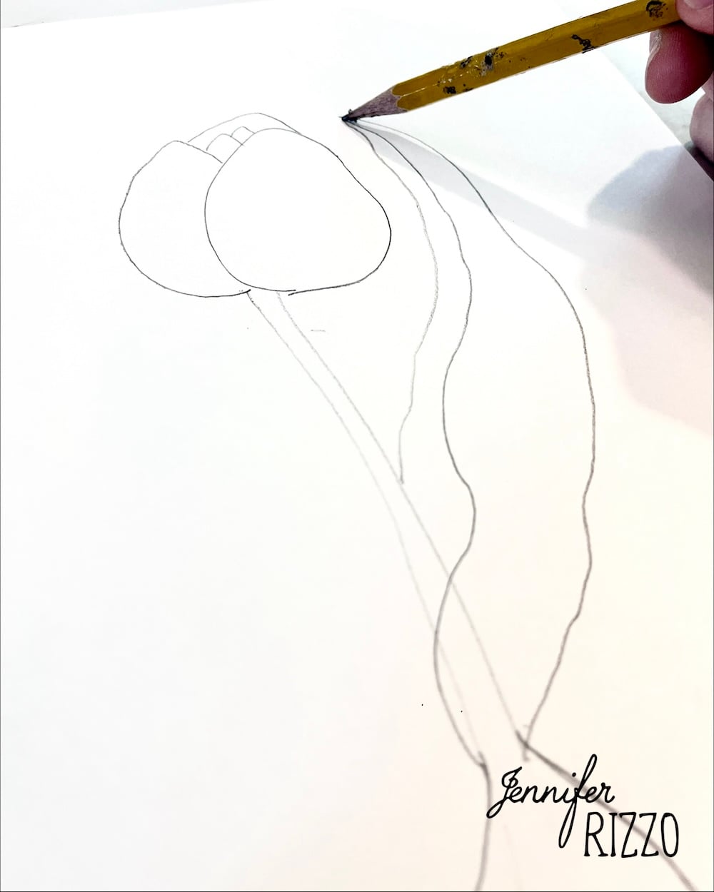 A hand drawing a pencil sketch of a flower bud and two curved leaves on white paper, with "Jennifer Rizzo" written in the bottom right corner.