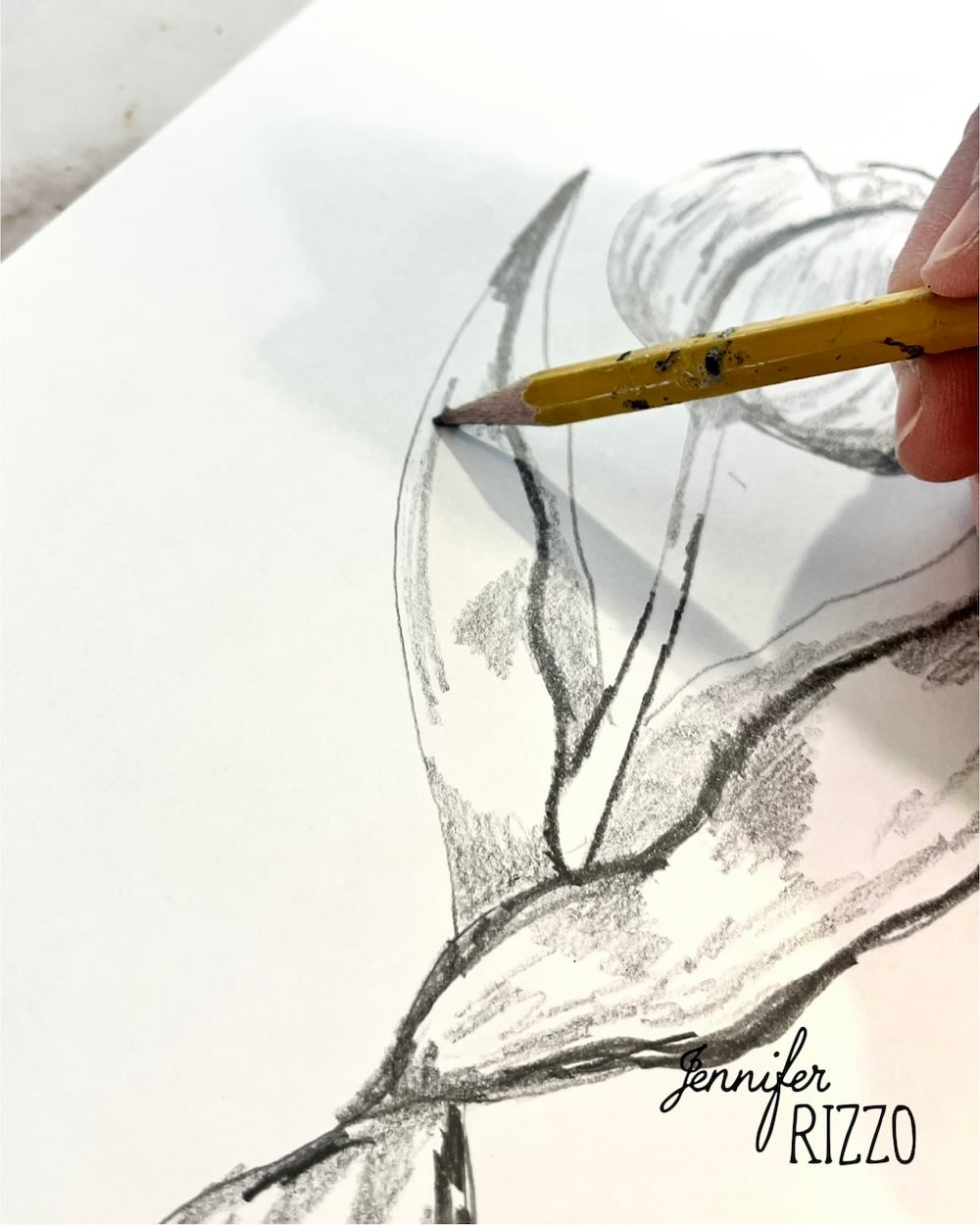 A hand uses a pencil to sketch leaves and a flower bud on white paper. The name "Jennifer Rizzo" appears in the lower right corner.