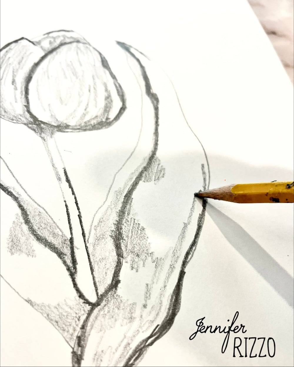 A close-up of a pencil sketch of a tulip in progress, with a yellow pencil touching the paper. The name "Jennifer Rizzo" appears in the bottom right corner.