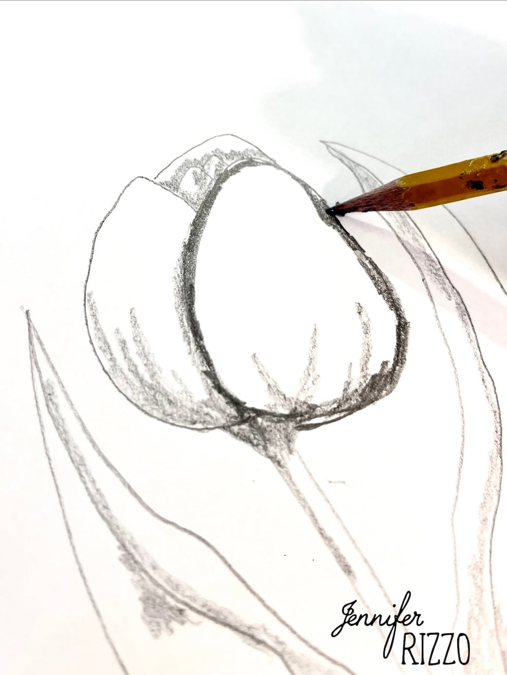 A pencil sketch of a tulip flower is being drawn on white paper, with a pencil actively shading one of the petals. The name "Jennifer Rizzo" is in the bottom right corner.