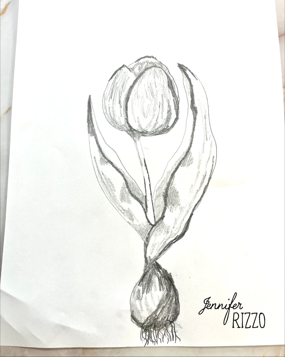 Pencil sketch of a tulip with two leaves and roots, shown with the handwritten name "Jennifer Rizzo" in the bottom right corner.