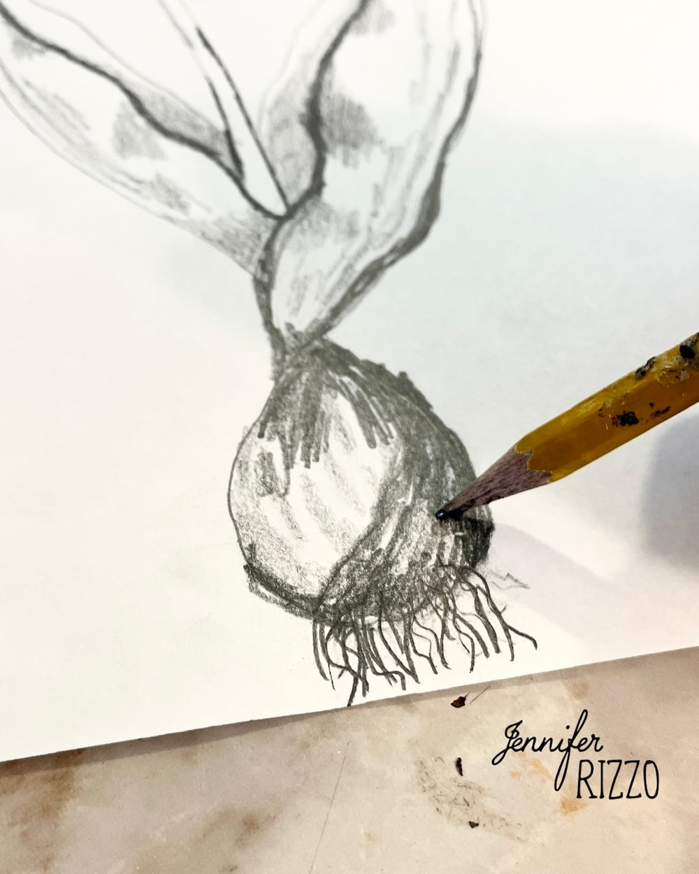 A pencil drawing of a bulb with roots on white paper, with a pencil tip touching the sketch; "Jennifer Rizzo" is written in the corner.