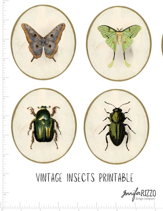 Four vintage-style insect illustrations, inspired by air dry clay faux insect taxidermy, arranged in circular frames on a neutral background with “Vintage Insects Printable” text below.